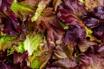 Background of fresh purple lettuce leaves.