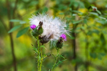 Thistle close-up in the forest