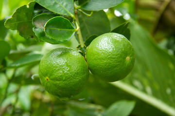 lime on the tree