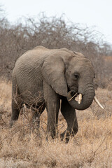 Fototapeta premium Eléphant d'Afrique, Loxodonta africana, Parc national Kruger, Afrique du Sud