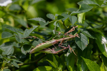 accouplement d'empuse  (Empusa pennata) 