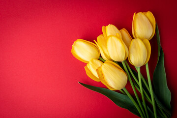 Yellow tulips on red background.
