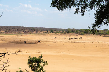 Eléphant d'Afrique, Loxodonta africana, rivière Letaba, Parc national Kruger, Afrique du Sud