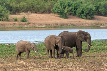 Fototapeta premium Eléphant d'Afrique, Loxodonta africana, rivière Letaba, Parc national Kruger, Afrique du Sud