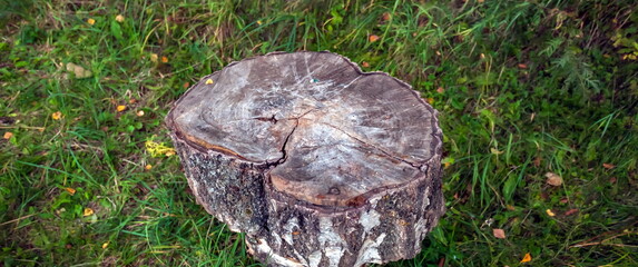 Cut down a birch tree closeup on a grass background