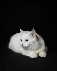 Fototapeta na wymiar the white cat is sitting lazily on a black background