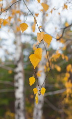 Yellow birch leaves in the forest