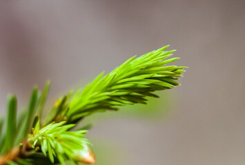 Young shoot eaten closeup in spring