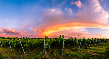Fototapeta na wymiar vineyard at sunset