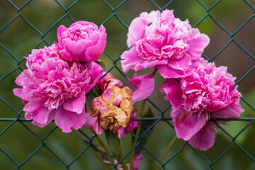 Four Blossoms of peony (Paeonia) behind a green fence during spring selective focus