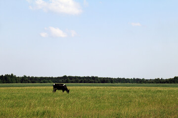 one cow grazes in a large meadow with grass on a background of forest and sky with clouds. summer rural landscape