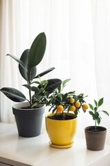 Beautiful indoor plants in pots on a white table