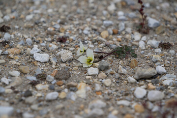 Svalbard poppy in white and yellow. The blooming plant is lying on the permafrost ground in the Arctic on an island called 