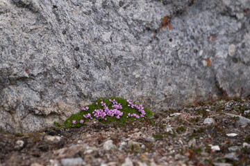 Purple saxifrage plant on the permafrost ground in the Arctic on Spitsbergen. Stones behind the plant.