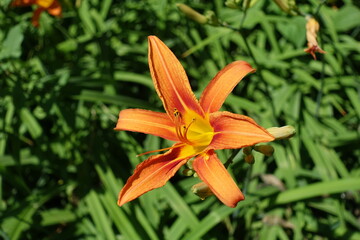Bright orange flower of tawny daylily in mid June