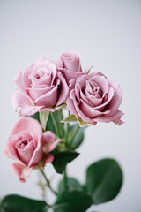 Beautiful and tender single blossoming purple rose flower on the grey background, close up view