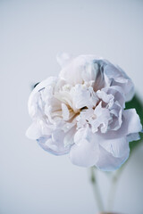 Beautiful single tender dyed blue peony flower on the grey wall background, close up view