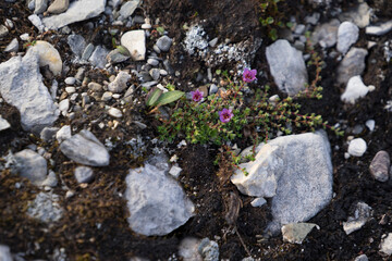 Purple saxifrage plant on the permafrost ground in the Arctic on Spitsbergen. Stones around the plant.