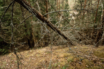 beautiful forest on sunny summer day