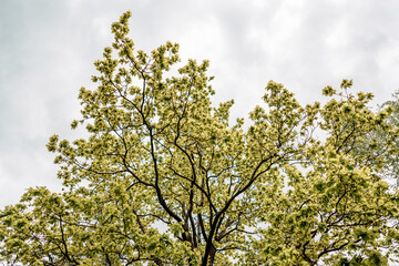 beautiful forest on sunny summer day