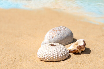 Fototapeta na wymiar Shell on beach in summer time
