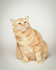 the orange cat sits nicely on a white background while looking up as if it's hunting something.