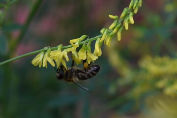 Bee on a Melilotus officinalis
