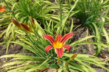 1 red and yellow flower of daylilies in June