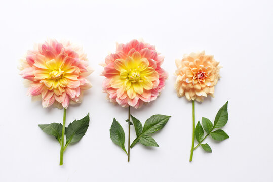 Flowers composition. Dahlias flowers on wooden background. Valentine's day, mothers day, women's day, spring concept. Flat lay, top view, copy space.