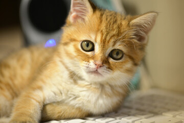 Kitten. Portrait of kitten. Cute red kitten. Kitten is lying on the computer keyboard