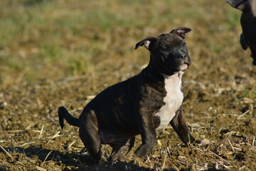 Amstaff - staffordshire terrier américain
