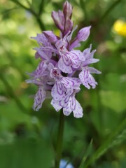 Lac d' aiguebelette - savoie 