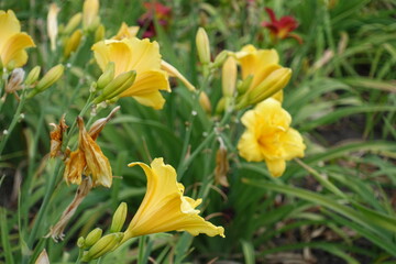 Bright yellow polymerous flowers of daylilies in June