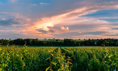 Clouds over the vineyard