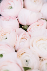 Beautiful blossoming fresh Ranunculus Clooney Hanoi in tender pink color texture, close up view