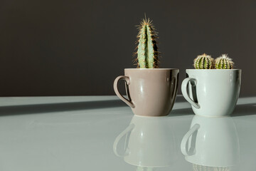 Two small decorative cacti in coffee cups stand on a table on a gray background. The concept of minimalism. Plant care. Evergreen plant, succulent. Beautiful palette and color combination
