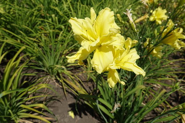 Light yellow polymerous flowers of daylilies in June