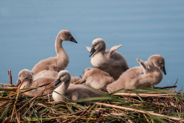 canada goose family