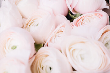 Beautiful blossoming fresh Ranunculus Clooney Hanoi in tender pink color texture, close up view