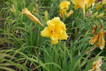 Polymerous flowers of yellow daylilies in June