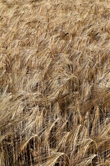field of wheat