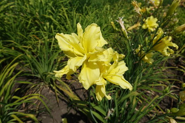 Fototapeta premium Two double yellow flowers of daylilies in June