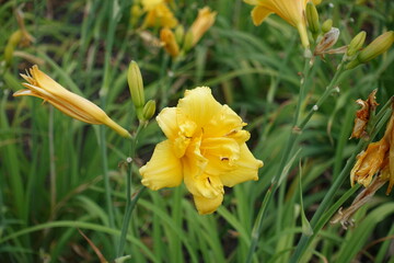 Vibrant yellow polymerous flowers of daylilies in June