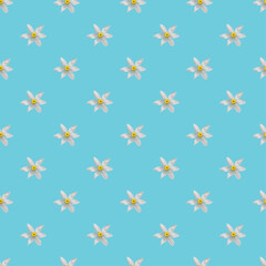 seamless beautiful blossom white flower pattern on turquoise backdrop
