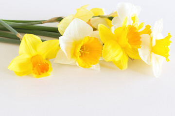 Yellow Narcissus flowers on a light white background. Spring flowers. Congratulation floral background for greeting card.