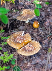 Mushroom fly Agaric closeup on ground and green grass background in summer forest