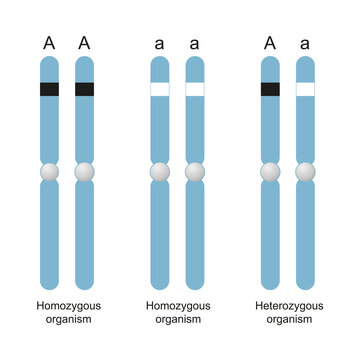 Difference Between Homozygous and Heterozygous. Genotype of a diploid organism on a single DNA site.