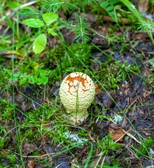 Mushroom fly Agaric closeup on ground and green grass background in summer forest