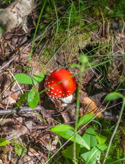 Mushroom fly Agaric closeup on ground and green grass background in summer forest