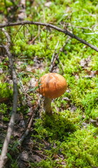Aspen mushroom close-up on the background of land and green grass in the forest in summer